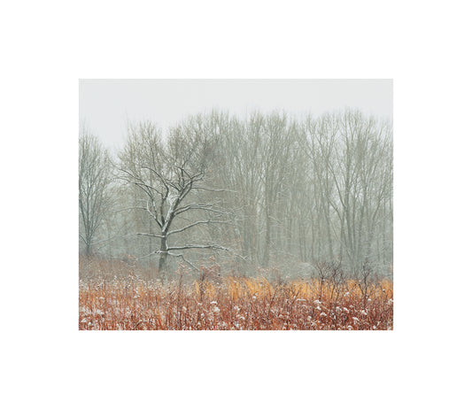 First Snow Fall photograph by Peter Tkacz