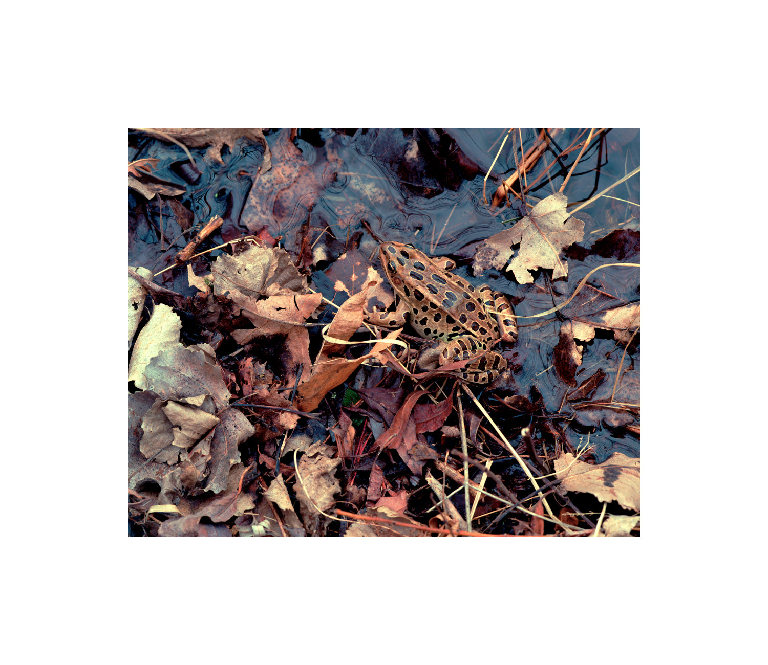 First Frog of Spring photography by Peter Tkacz