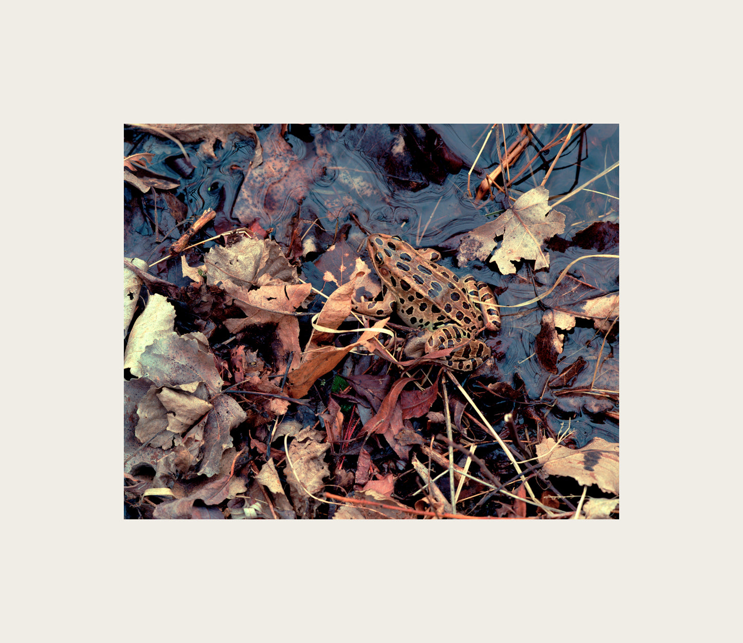 Color Photography by Peter Tkacz