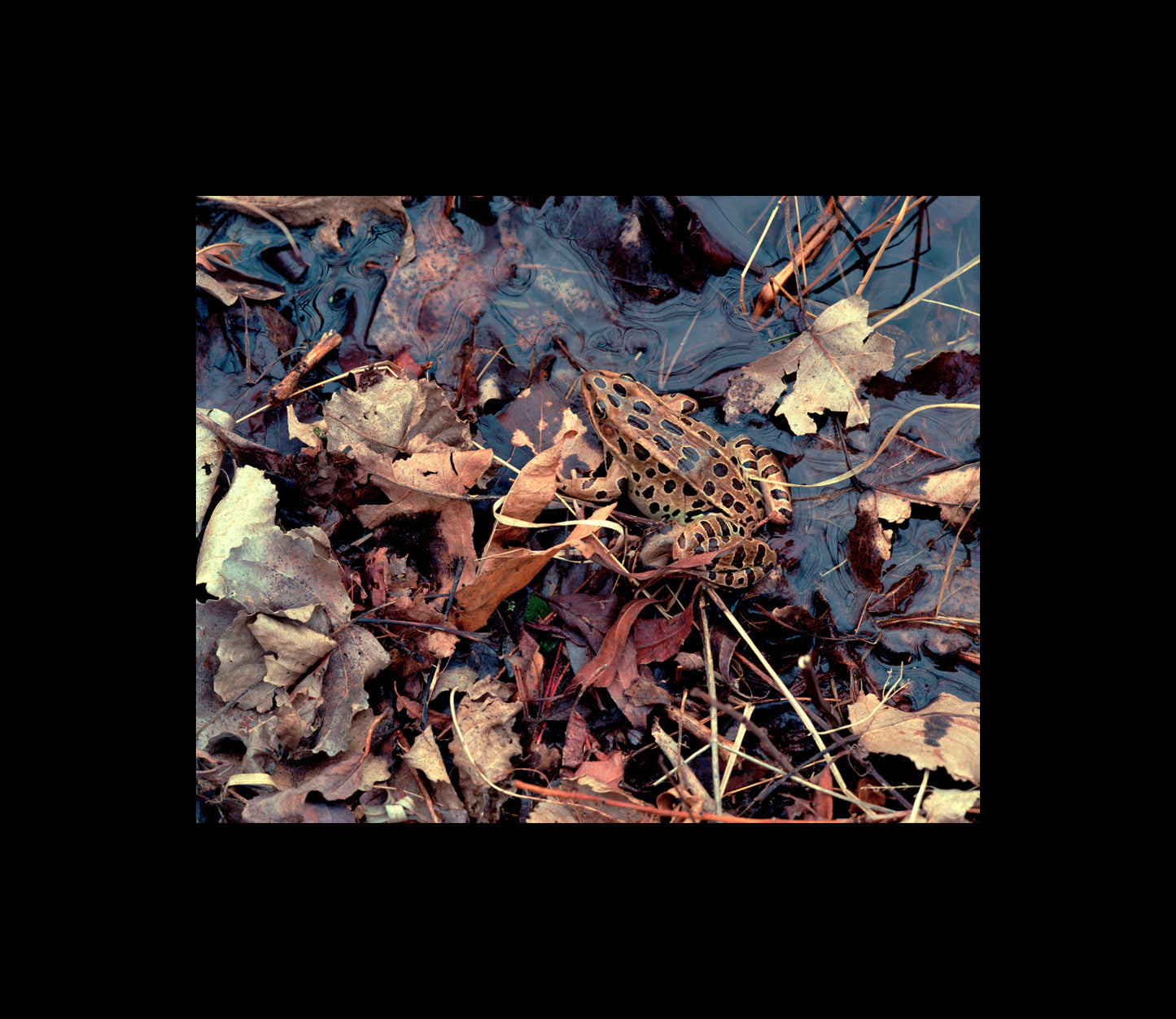 Color Photography by Peter Tkacz