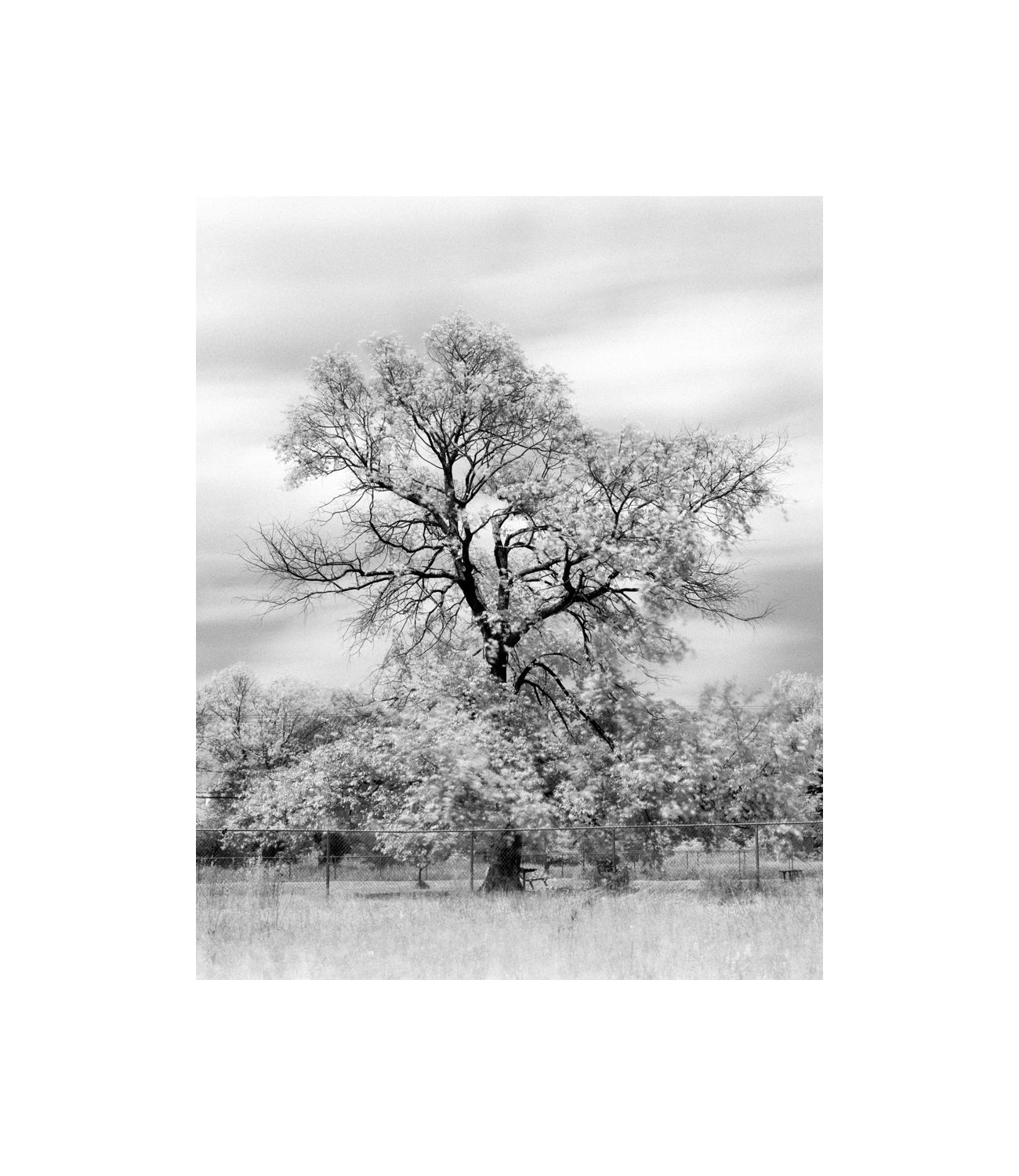 Old Tree at a Dog Park B&W photography by Peter Tkacz