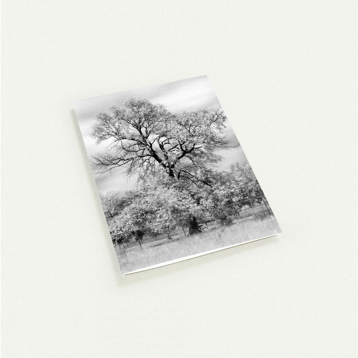 Old Tree at a Dog Park Black and White Greeting Card by Peter Tkacz