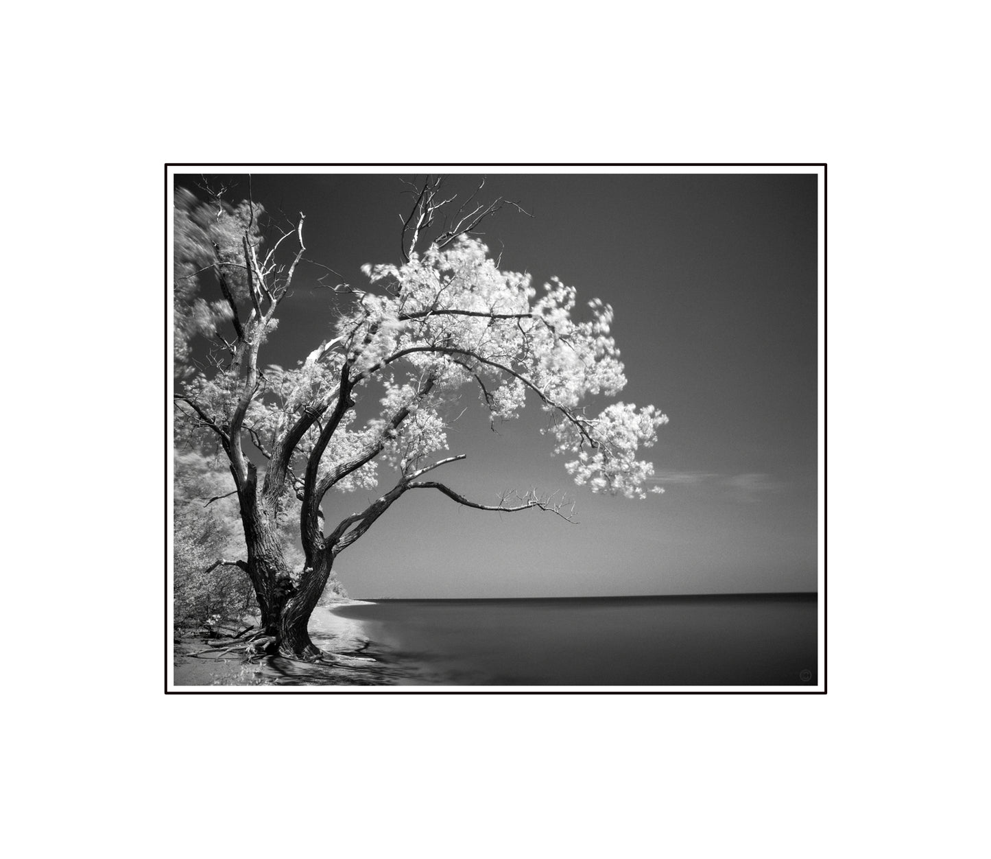 Old Tree by the Lake B&W photograph by Peter Tkacz.
