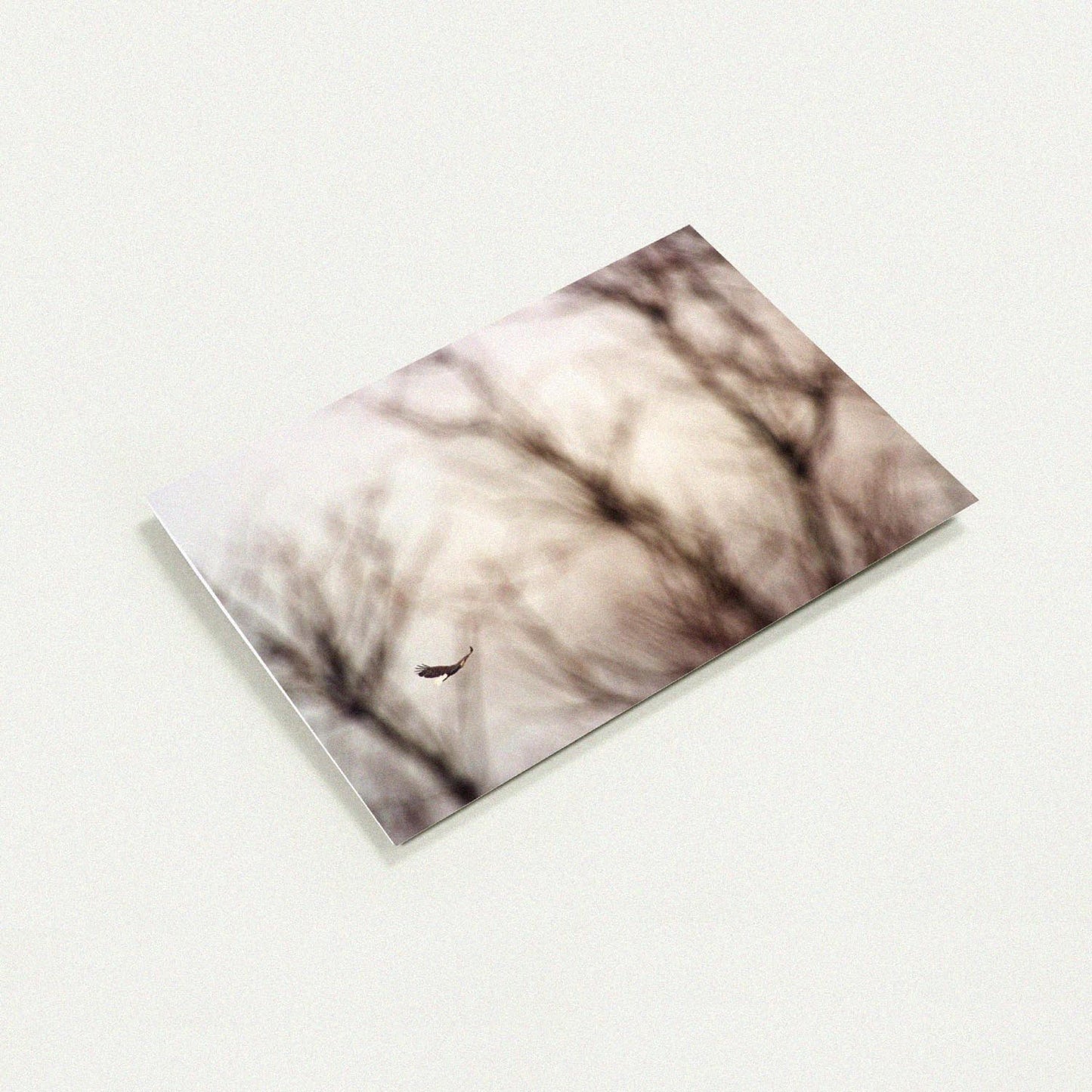 Impressionist Flight Soaring Eagle greeting card by Peter Tkacz