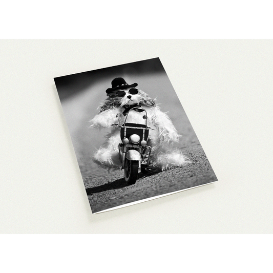 Biker Dog Greeting Card by Ulana Blacklock